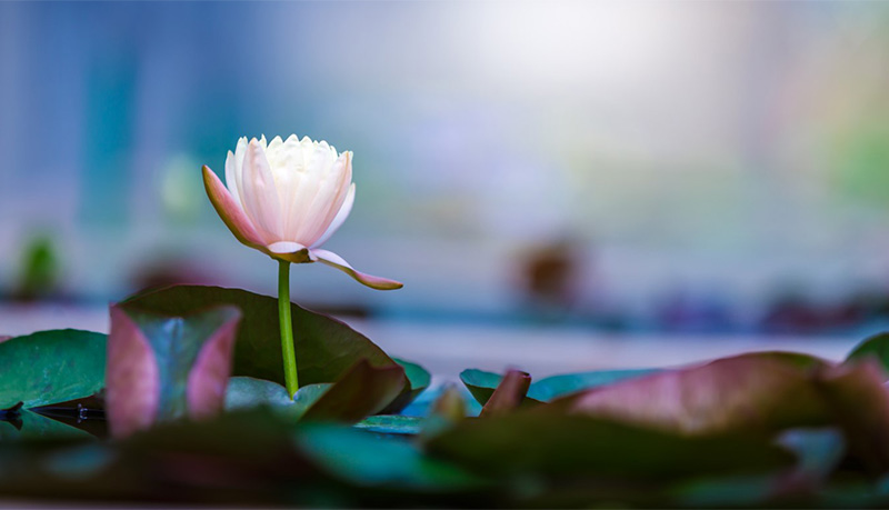 ชุดปฏิบัติธรรม